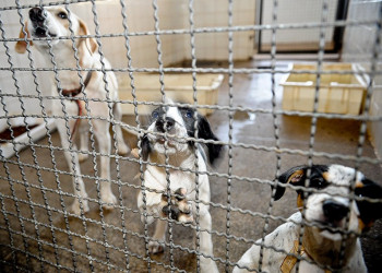 Senado pode votar na quarta pena de prisão para quem maltratar animais
